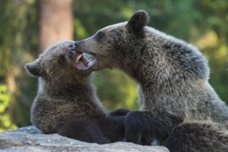 Eurasian Brown Bear (Ursus arctos) two fighting in forest, Finland