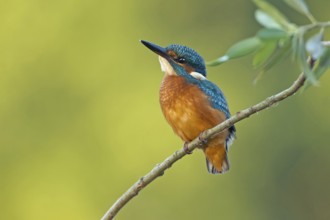 Common Kingfisher (Alcedo atthis) juvenile female, Saxony-Anhalt, Germany