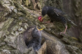 Common Starling (Sturnus vulgaris) feeding chick in nest with a cherry, Hungary