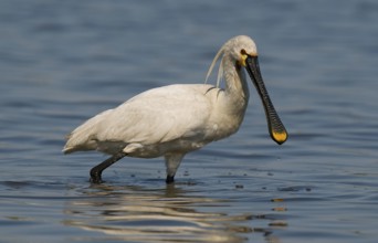 Löffler (Platalea leucorodia) White Spoonbill