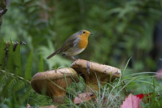 European Robin (Erithacus rubecula) perched on mushroom, Saxony, Germany