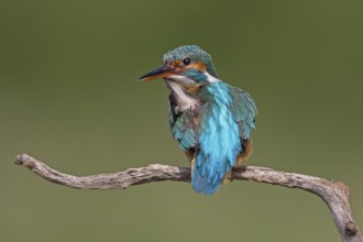 Common Kingfisher (Alcedo atthis) female preening, Saxony-Anhalt, Germany