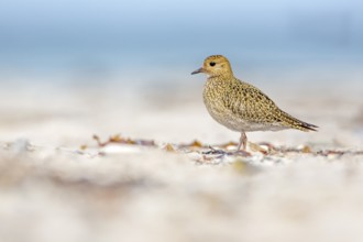 European Golden Plover (Pluvialis apricaria), Schleswig-Holstein, Germany