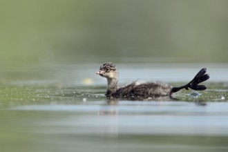 Black-necked Grebe (Podiceps nigricollis) juvenile, North Rhine-Westphalia, Germany