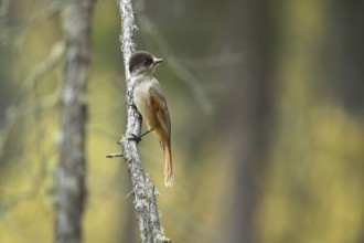 Siberian Jay (Perisoreus infaustus sibericus) perched on a branch, Toew Aimag, Mongolia