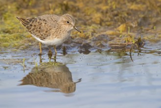 Temminckstrandläufer, Temminck's Stint, Calidris temminckii, Bécasseau de Temminck, Correlimos de