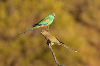 Mulga Parrot (Psephotellus varius) pair perched on a branch, South Australia, Australia