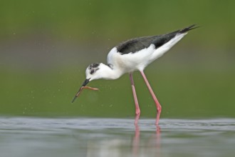 Black-winged Stilt (Himantopus himantopus), Zurich, Switzerland