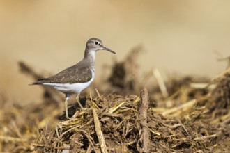 Common Sandpiper (Actitis hypoleucos), Cyprus