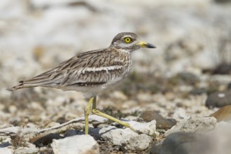 Eurasian Stone-curlew (Burhinus oedicnemus), Cyprus