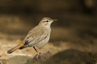 Rufous-tailed Scrub Robin (Cercotrichas galactotes syriaca), Oman