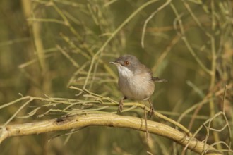 Sardinian Warbler (Sylvia melanocephala) female, Morocco