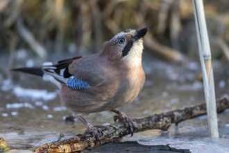Eurasian Jay (Garrulus glandarius) drinking at an ice hole, Mecklenburg-Western Pomerania, Germany