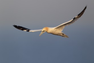 Basstölpel; lat. Sula bassana; im Flug von der Seite im Morgenlicht am Lummenfelsen; Nordsee;