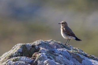 Isabelline Wheatear (Oenanthe isabellina) perched on a rock, Greece