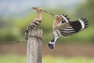 Eurasian Hoopoe (Upupa epops) feeding in flight, Aosta Valley, Italy