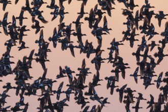 Eurasian Wigeon (Mareca penelope) large group in flight, Netherlands