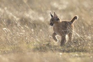 Caracal (Caracal caracal) cub walking in backlight, Castile-La Mancha, Spain