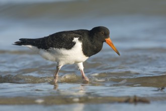 Pied Oystercatcher (Haematopus longirostris) juvenile foraging at shoreline, Victoria, Australia