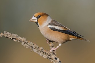 Hawfinch (Coccothraustes coccothraustes) male perched on a branch, Aosta Valley, Italy