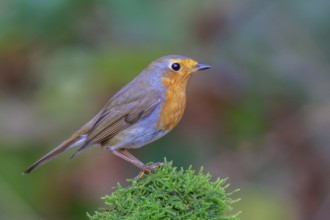 European Robin (Erithacus rubecula) perched on mossy ground, North Rhine-Westphalia, Germany