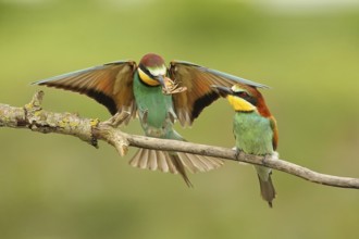 European Bee-eater (Merops apiaster) pair displaying, Piedmont, Italy