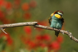 European Bee-eater (Merops apiaster), Piedmont, Italy