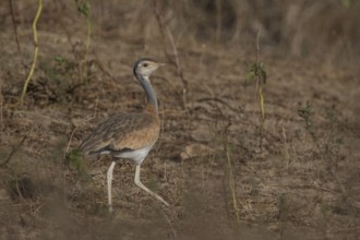 White-bellied Bustard (Eupodotis senegalensis) female, Senegal