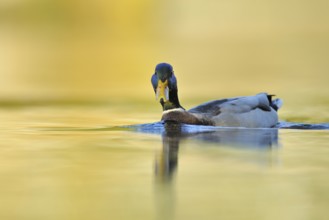Mallard (Anas platyrhynchos) male, North Rhine-Westphalia, Germany