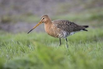 Uferschnepfe (Limosa limosa), Black-tailed Godwit, bei der Nahrungssuche, April, Insel Texel,