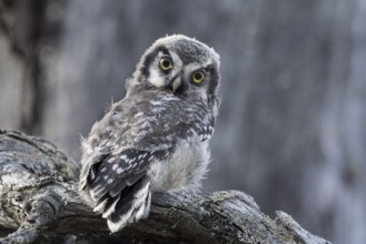 Northern Hawk-Owl (Surnia ulula) juvenile, Dalarna, Sweden