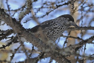 Spotted Nutcracker (Nucifraga caryocatactes), Grisons, Switzerland