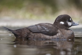 Harlequin Duck (Histrionicus histrionicus) captive, female, Schleswig-Holstein, Germany