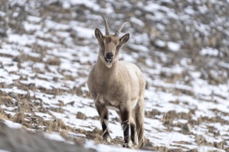 Siberian ibex (Capra sibirica), in the snow, Himalayas, Spitital, Kaza, Himachal Pradesh, India