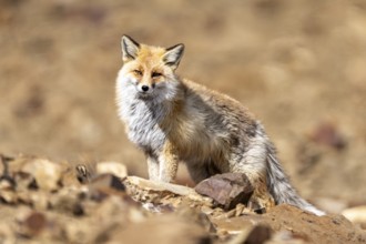 Tibetan red fox (Vulpes vulpes montana), Himalayas, Spitital, Kaza, Himachal Pradesh, India