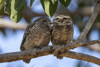 Brahma owls (Athene brama), Bandhavgarh National Park, Tala, Manpur, Madhya Pradesh, India
