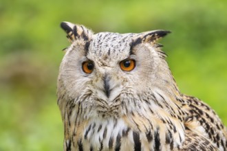 Western Siberian eagle-owl (Bubo bubo sibiricus), portrait, captive, Bavaria, Germany