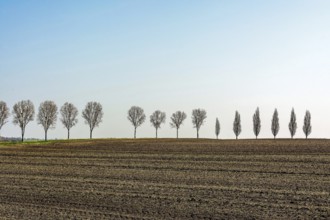 A long row of bare trees stands against a backdrop of a freshly tilled field in rural France. The