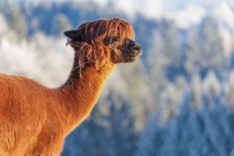 A brown alpaca (Vicugna pacos) stands in the early morning light on a frozen meadow in hilly