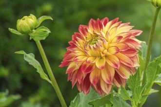 Dahlia (Dahlia), Münsterland, North Rhine-Westphalia, Germany