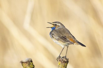 Bluethroat (Luscinia svecica cyanecula) ml Germany
