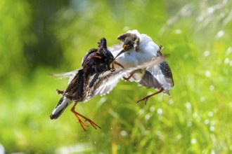 Two ruffs fighting in the air, wings spread, dynamic scene in green surroundings, ruff (Calidris