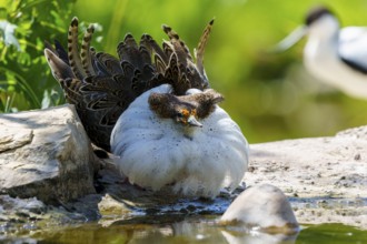 A bird lies close to the water, surrounded by stones and grass in a quiet environment, ruff