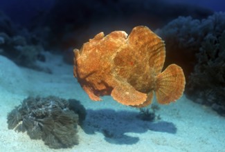 Giant frogfish (Antennarius commersoni) Giant frogfish Lurking hunter orange colour morph colour