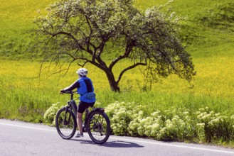 Spring meadow with yellow flowers and fruit tree with cyclist. Oberrot, Baden-Württemberg, Germany