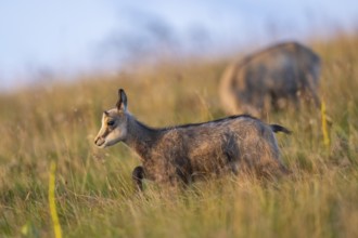 Chamois (Rupicapra rupicapra) youngster on a meadow in the Vosges Mountains, wildlife, France