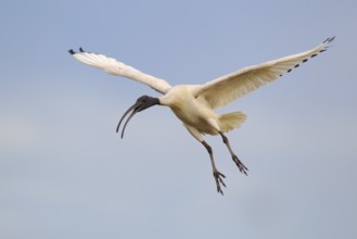 Australian White Ibis (Threskiornis molucca) flying, Victoria, Australia