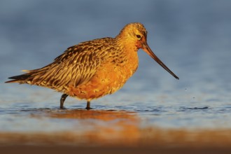 Bar-tailed Godwit (Limosa lapponica) feeding along a river in Nome, Alaska