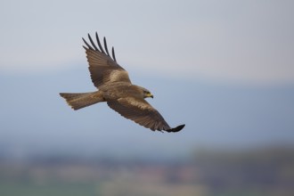 Black Kite (Milvus migrans) flying, Spain
