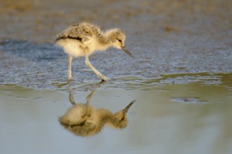 Saebelschnaebler (Recurvirostra avosetta), Avocet, Jungvogel bei der Nahrungssuche, mit Spiegelung,